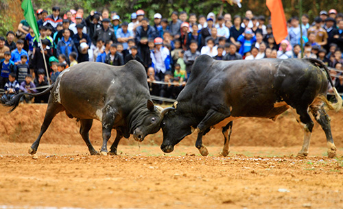 Lễ hội chọi bò ở Hà Giang